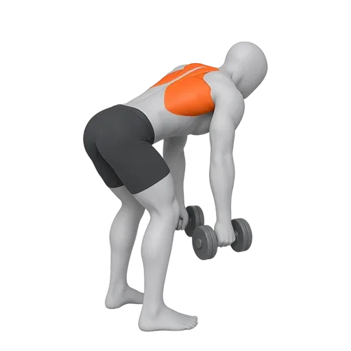 Bent-over Dumbbell Row — looping transparent animation